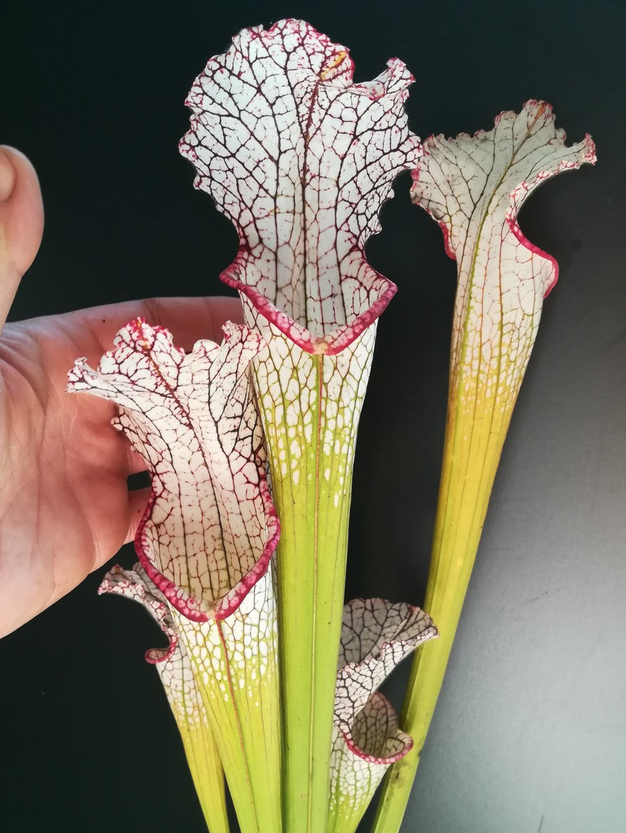 Sarracenia leucophylla  "Marston clone"