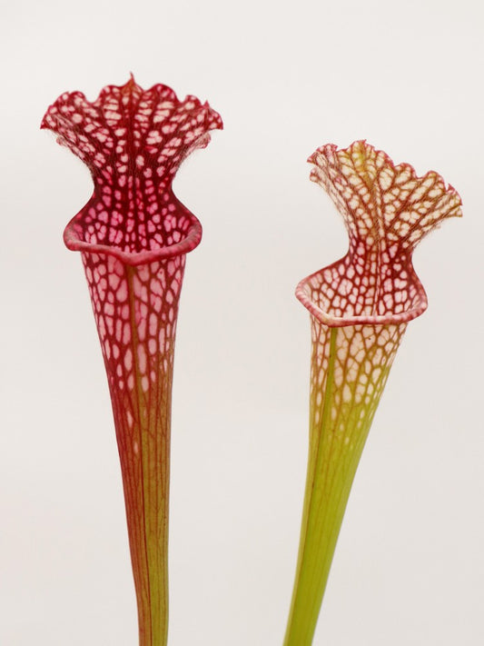 Sarracenia leucophylla  "Pink tube"  Baldwin