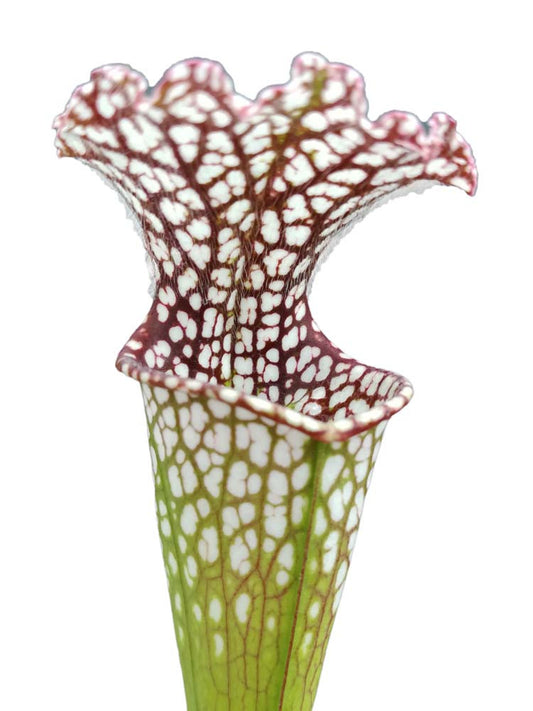 Sarracenia leucophylla " Red neck "