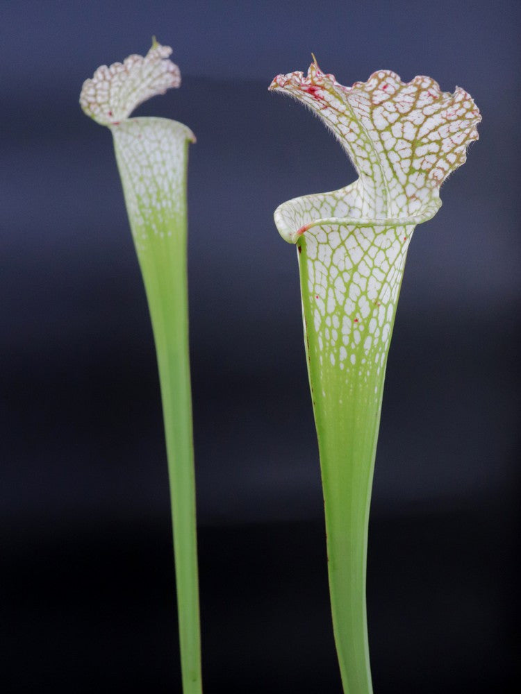Sarracenia leucophylla  SL52 AC
