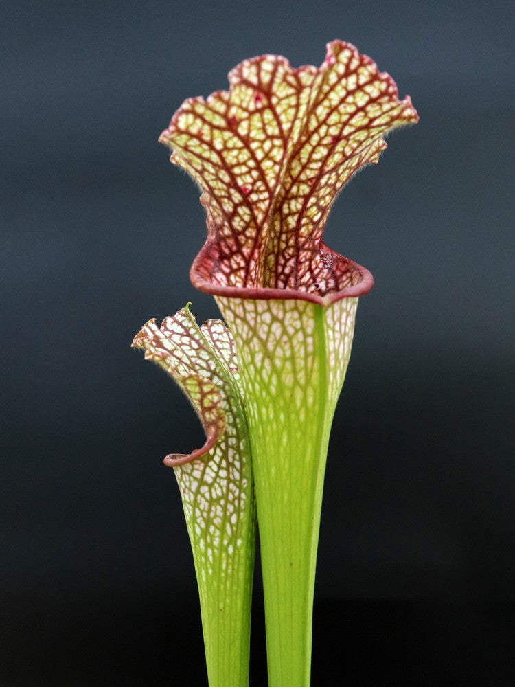 Sarracenia leucophylla  SL66 AC