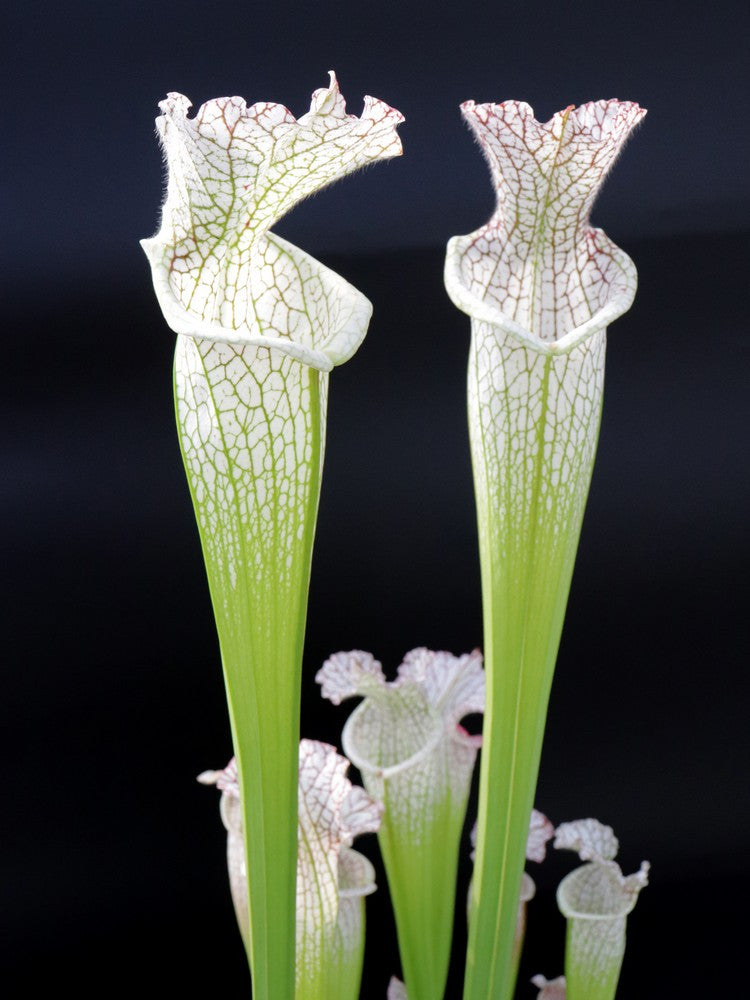 Sarracenia leucophylla  SL94 AC
