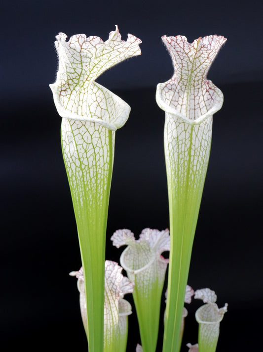 Sarracenia leucophylla  SL94 AC