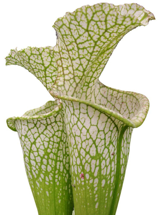 Sarracenia leucophylla  " Bila 1 x 2 VV " Srba