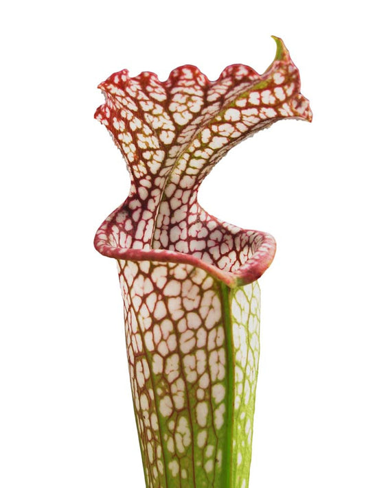 Sarracenia leucophylla   L04 PJ Plants