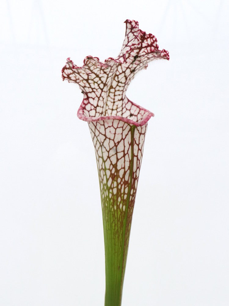 Sarracenia leucophylla , Mobile Co.