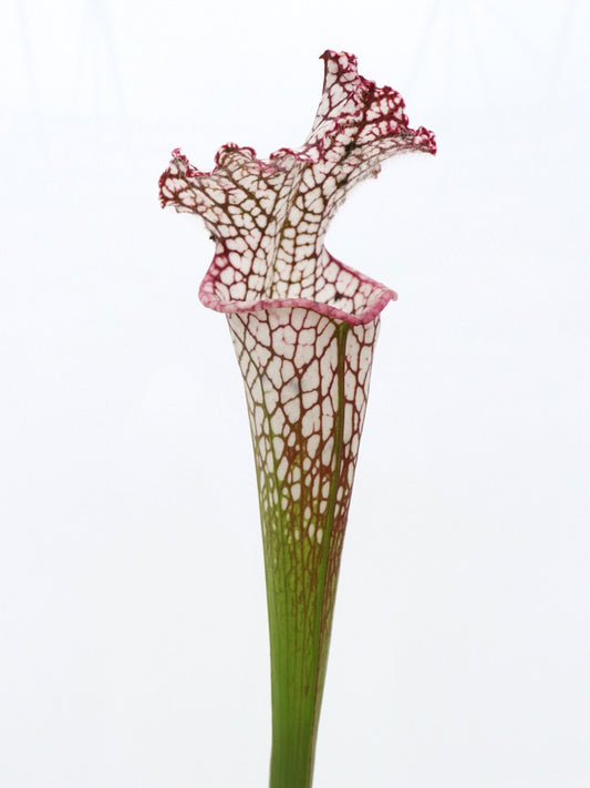 Sarracenia leucophylla , Mobile Co.