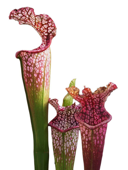 Sarracenia leucophylla  " Pink tube " SL008 M.Soper