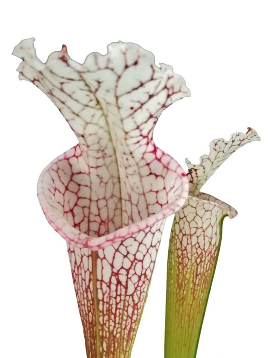 Sarracenia leucophylla , Walton Co.