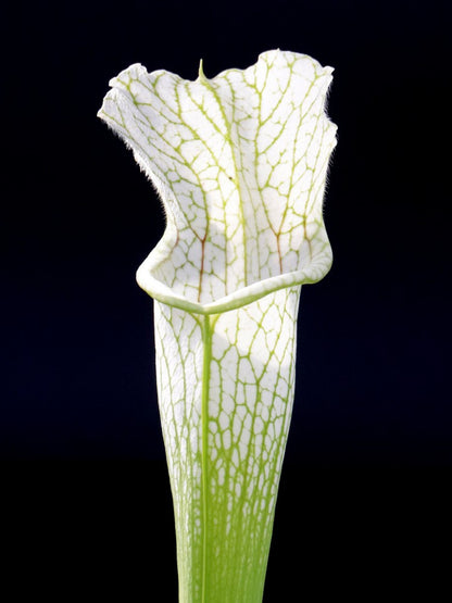 Sarracenia leucophylla  " White top " Alabama