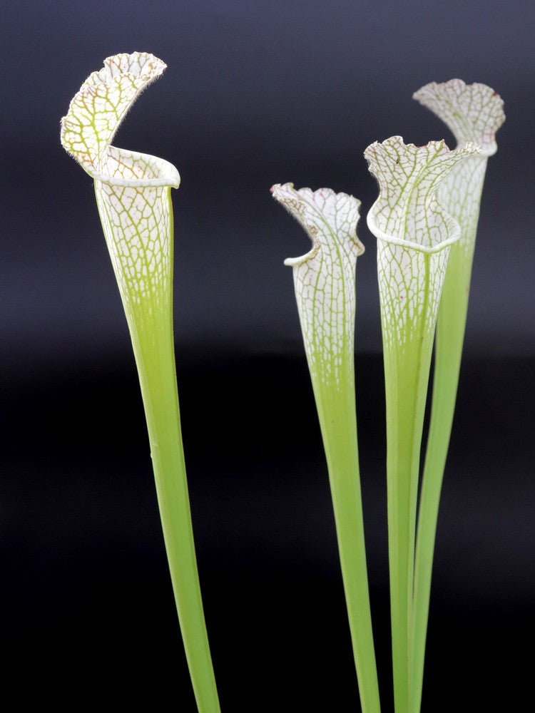 Sarracenia leucophylla   " Adrian Slack clone "