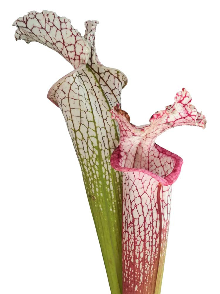 Sarracenia leucophylla  , Santa Rosa Co.