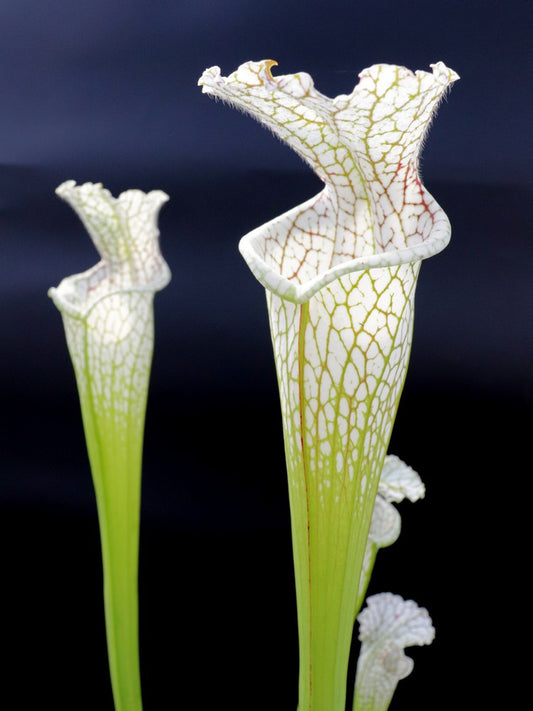 Sarracenia leucophylla  , Splinter Hill  (Meeting Bonn)