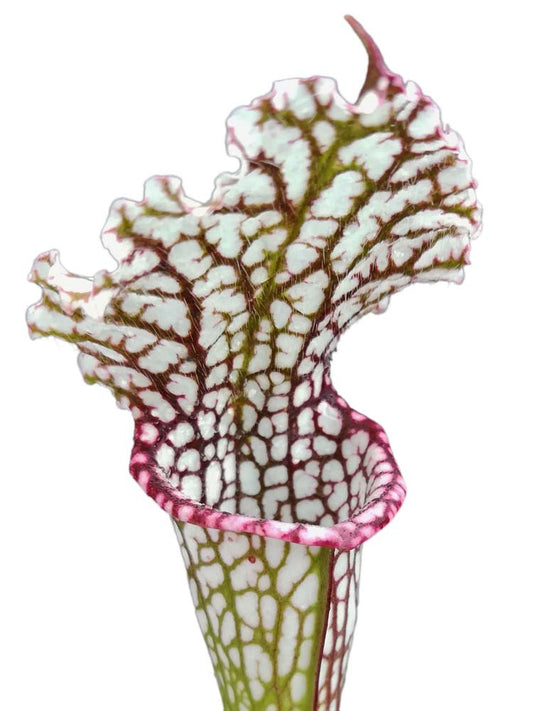 Sarracenia leucophylla " pink lip " Srba