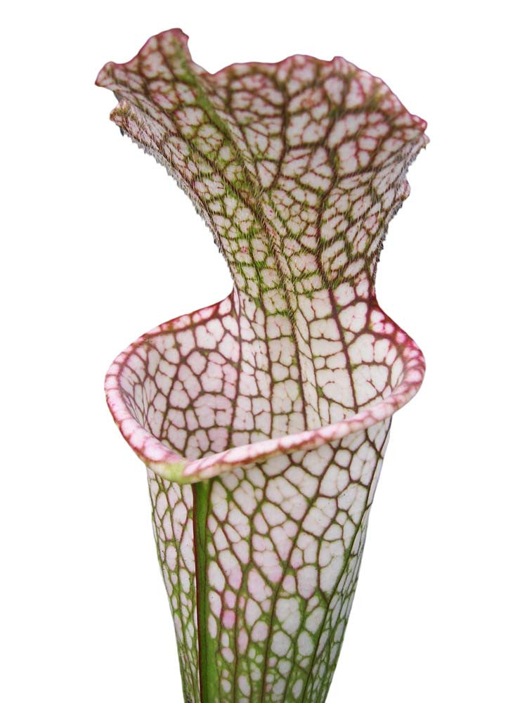 Sarracenia leucophylla " red tube " Srba