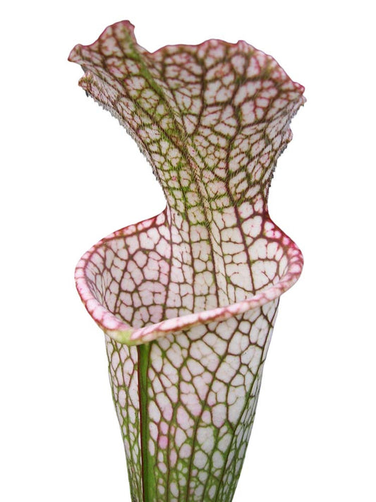 Sarracenia leucophylla " red tube " Srba