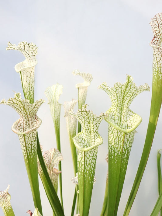 Sarracenia leucophylla mix Adult size