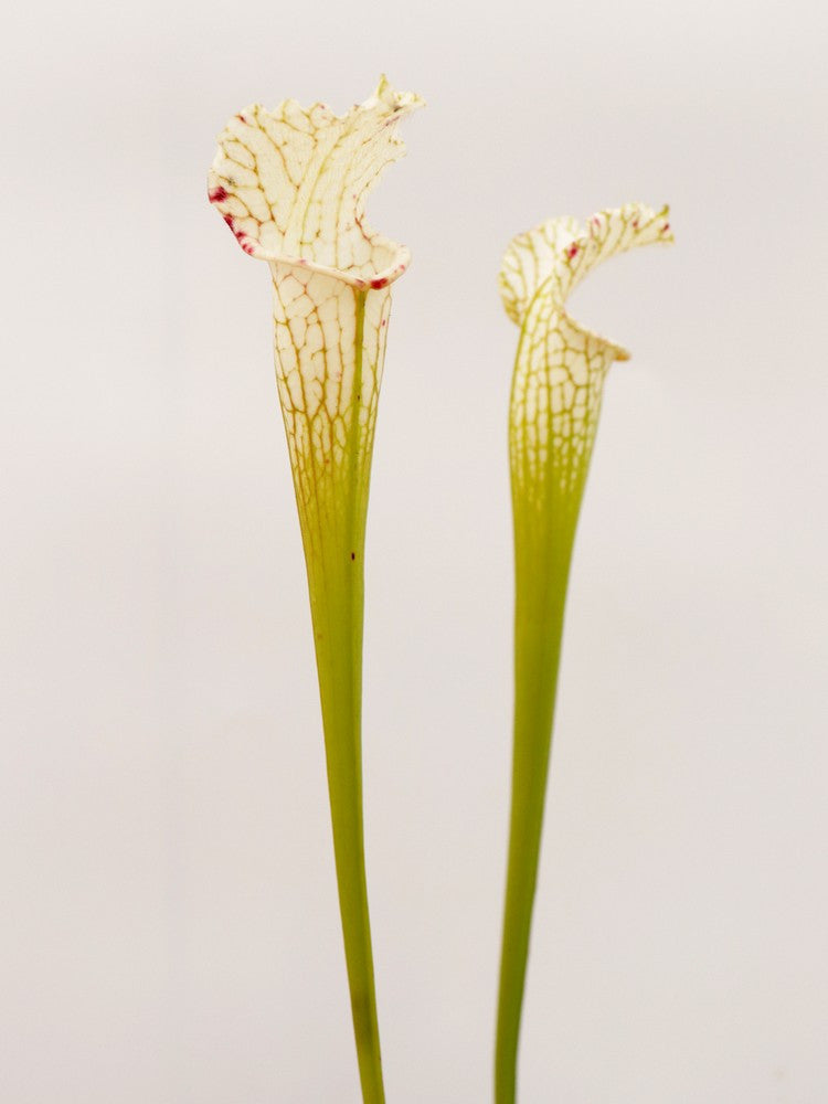 Sarracenia leucophylla var. alba  SL30 AC