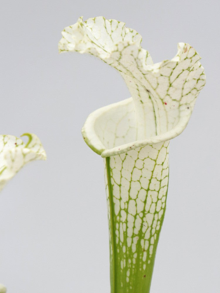 Sarracenia leucophylla var. alba  from seed  Klein