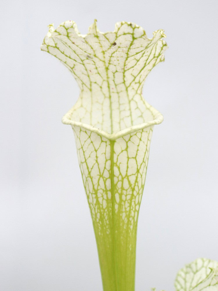 Sarracenia leucophylla var. alba x L04 MK 'Schnell's ghost'