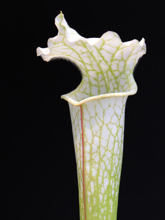 Sarracenia leucophylla var. alba x SELF   (C.Klein)