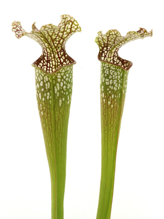 Sarracenia leucophylla x rubra subsp. gulfensis f.luteoviridis