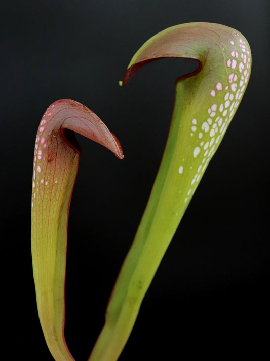 Sarracenia minor var. Okefenokeensis  M5 MK