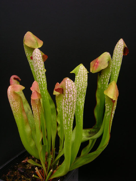 Sarracenia minor var. minor  BCP