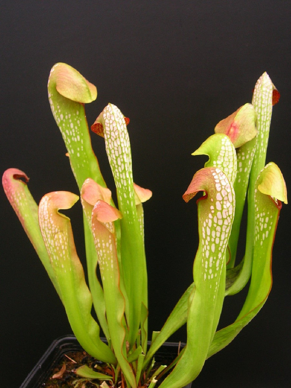 Sarracenia minor var. minor  BCP
