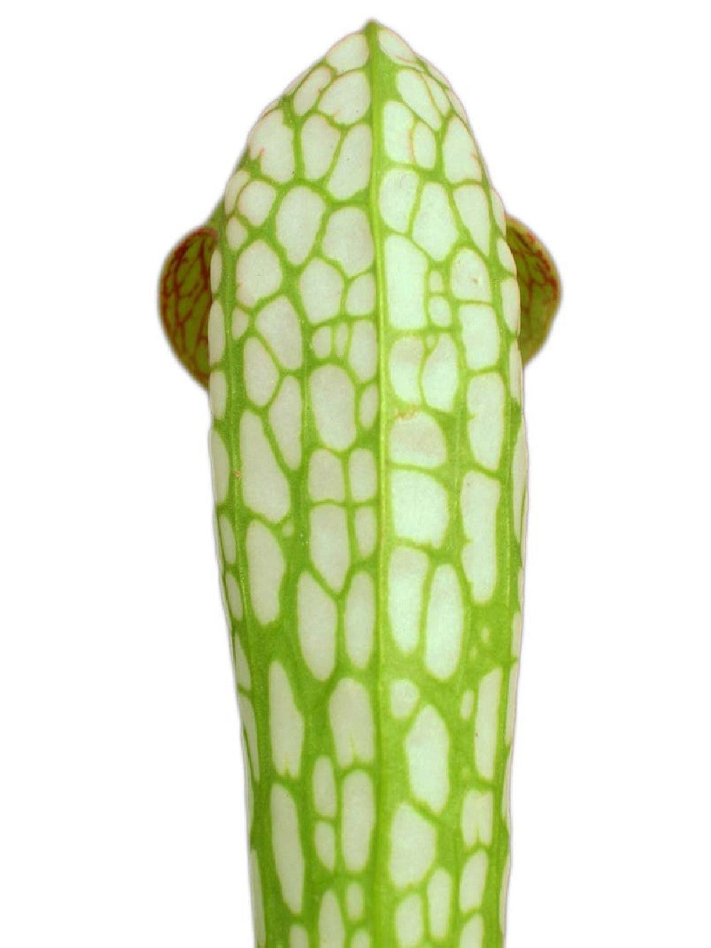 Sarracenia minor var. minor  BCP