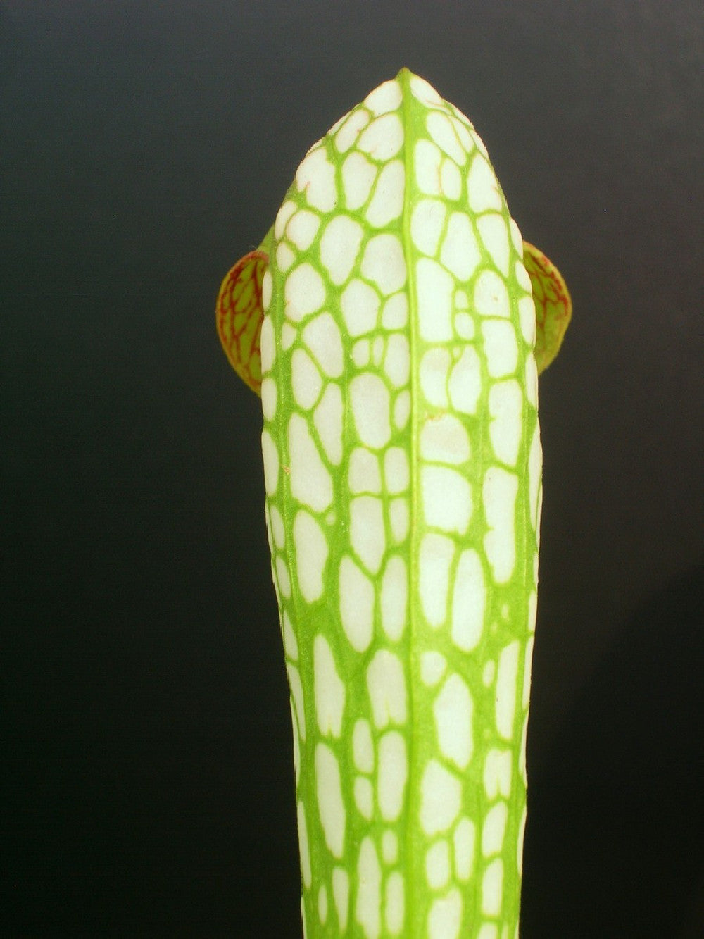 Sarracenia minor var. minor  BCP