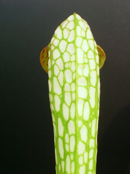 Sarracenia minor var. minor  BCP