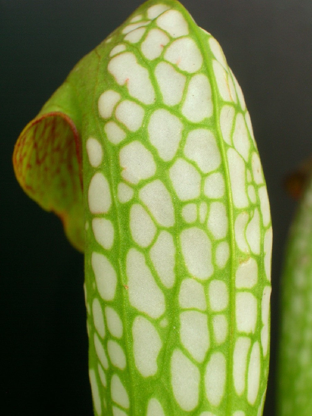 Sarracenia minor var. minor  BCP