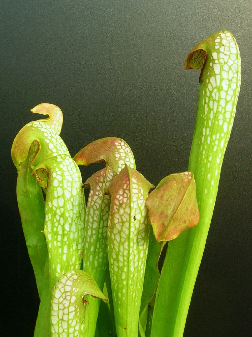 Sarracenia minor var. minor  BCP