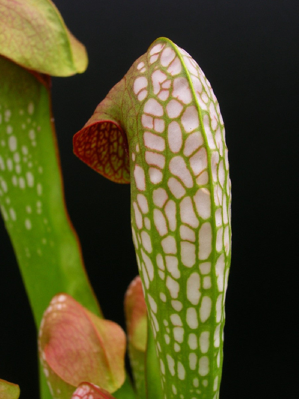 Sarracenia minor var. minor  BCP
