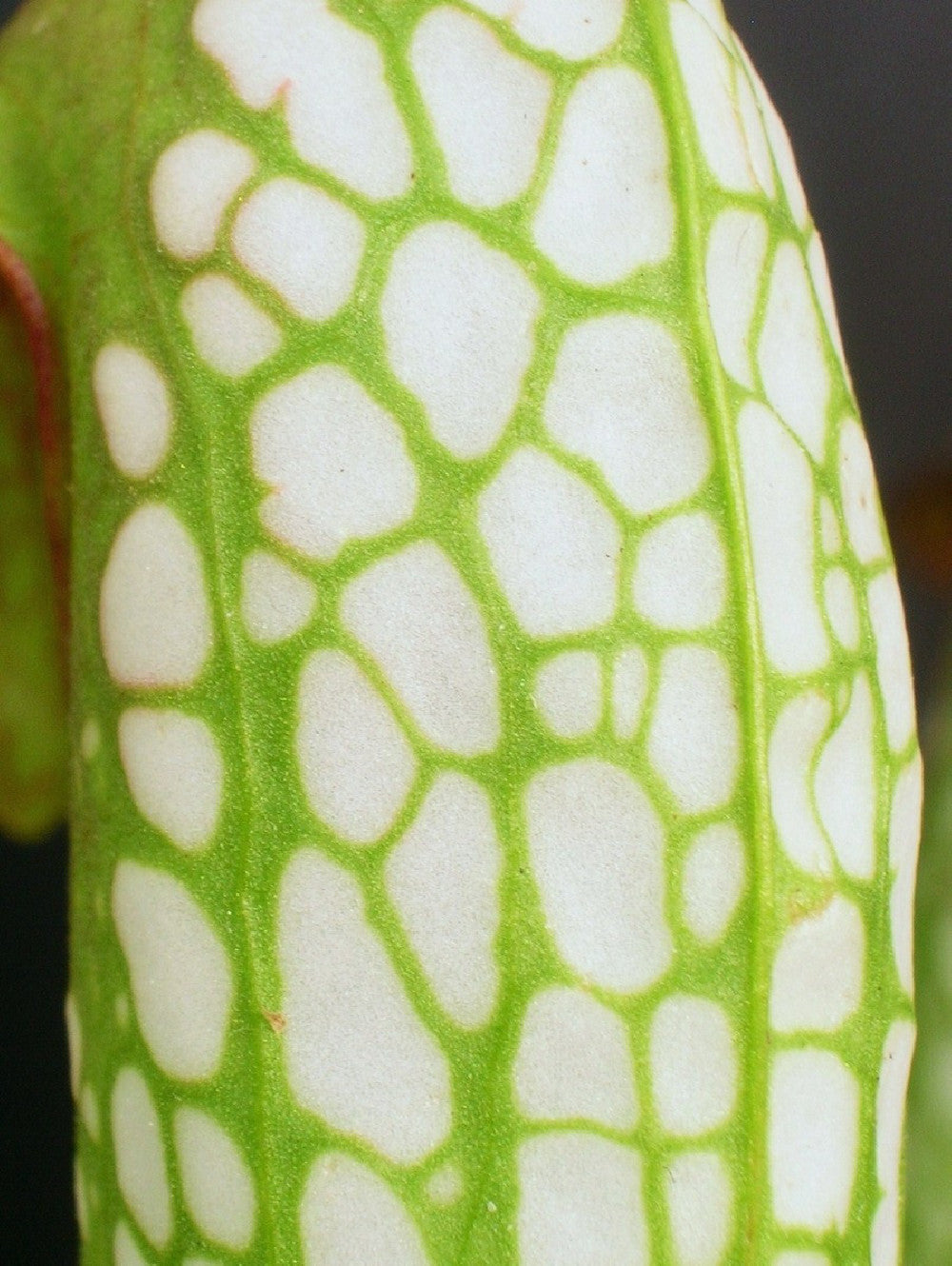 Sarracenia minor var. minor  BCP
