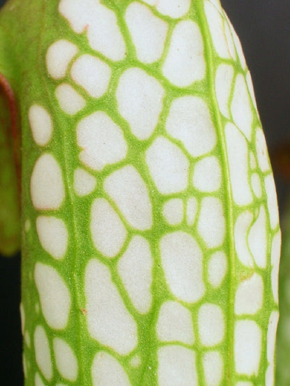 Sarracenia minor var. minor  BCP