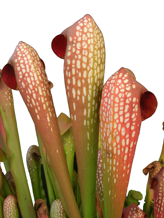 Sarracenia minor var. minor " Coppery red "