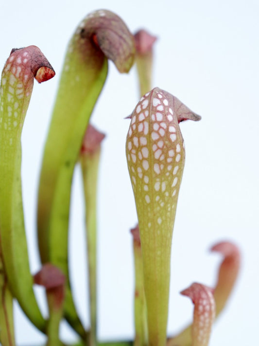 Sarracenia minor var. minor    Klein