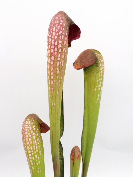 Sarracenia minor var. okefenokeensis Brown Head, ex. Erbacher