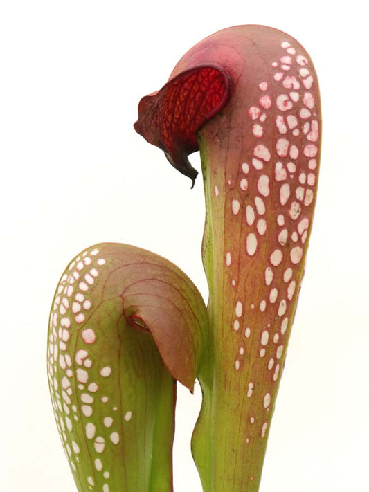 Sarracenia minor var. okefenokeensis "Brown Head", ex. Erbacher   SEEDGROW