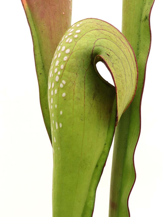 Sarracenia minor var. okefenokeensis "Giant" M18 MK