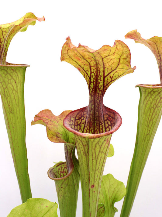 Sarracenia oreophila  De Kalb County