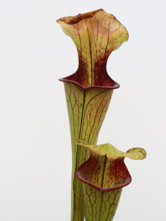 Sarracenia oreophila  O15 MK