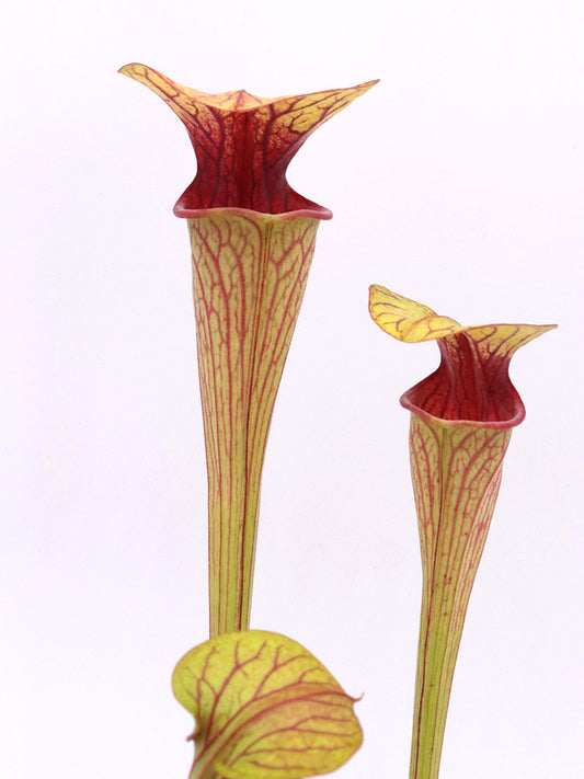 Sarracenia oreophila  " red throat "