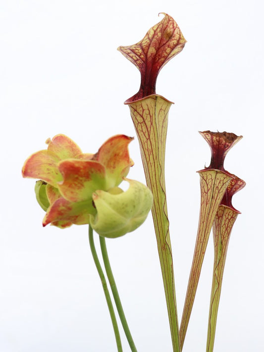 Sarracenia oreophila , very heavy veined