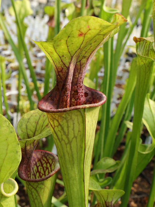 Sarracenia oreophila "heavy veined, Purple Throat" OR12 RVL