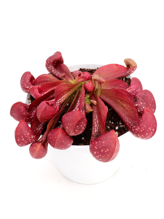 Sarracenia psittacina var. okefenokeensis  "Ruby head"  Clone 2