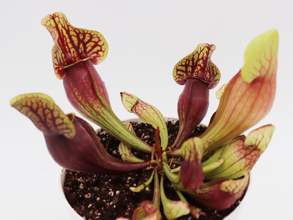 Sarracenia purpurea hybrid "Dracula"
