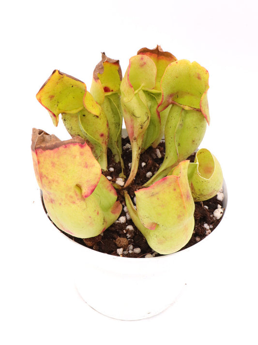 Sarracenia purpurea ssp. purpurea  "Completely veinless"